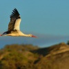 Cap bily - Ciconia ciconia - White Stork 2039
